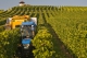 Thumbnail Tolle Weine direkt vom Weingut Becker